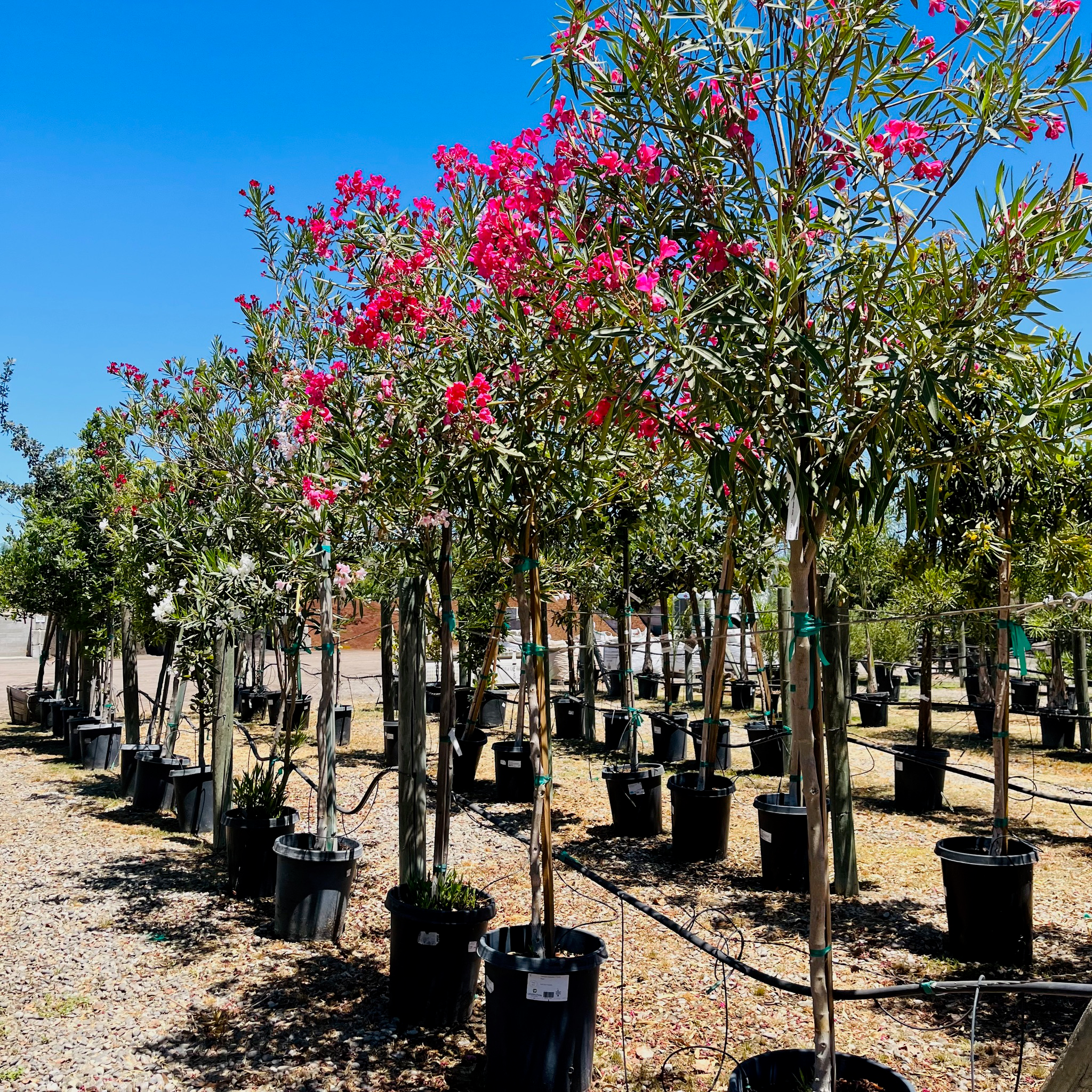 Single Pink Oleander