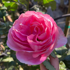 壮花月季-盛装出席