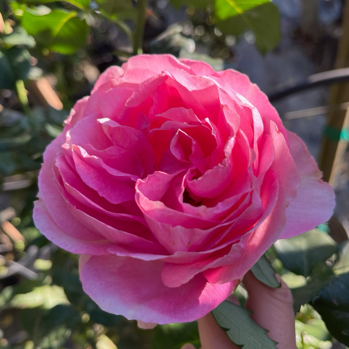 壮花月季-盛装出席