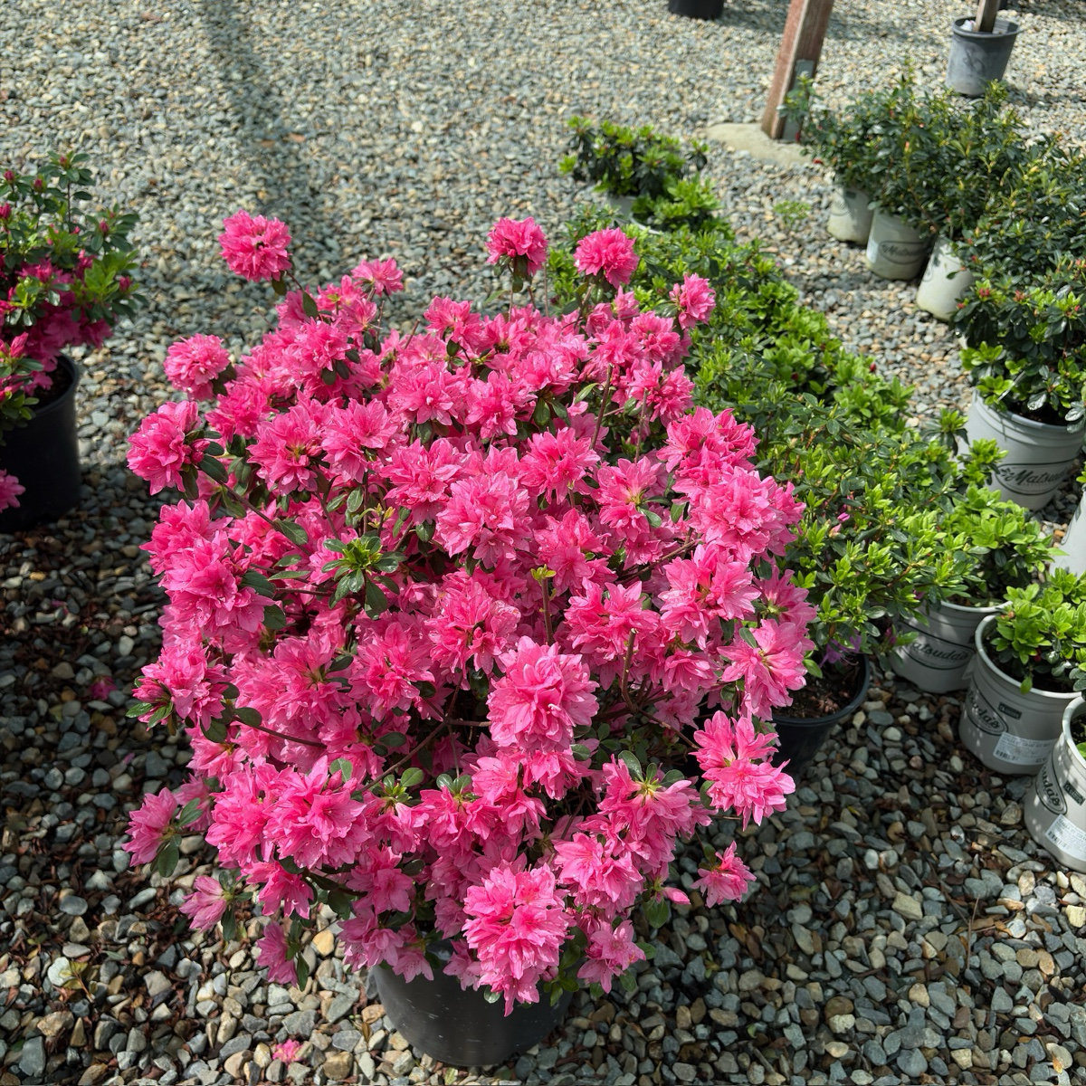 Azalea ’Sherwood Pink‘