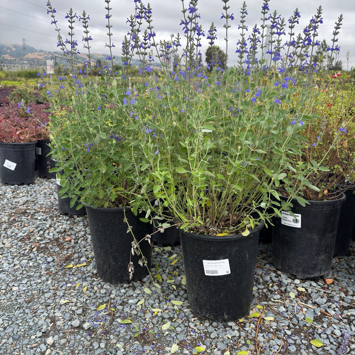 Marine Blue Germander Sage