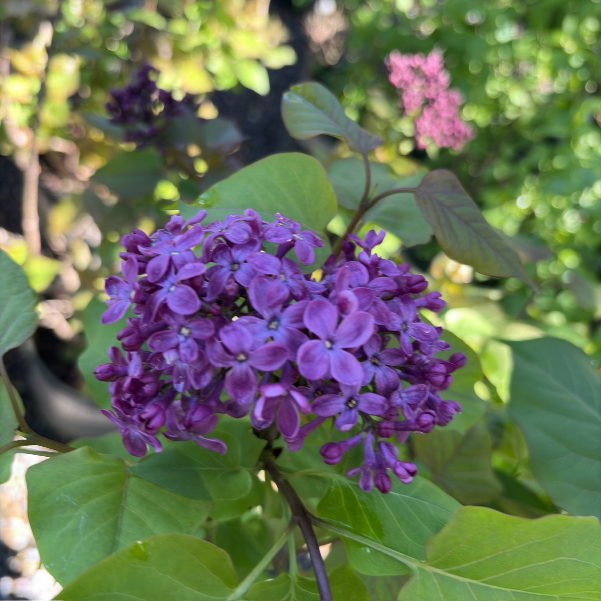 Common Lilac