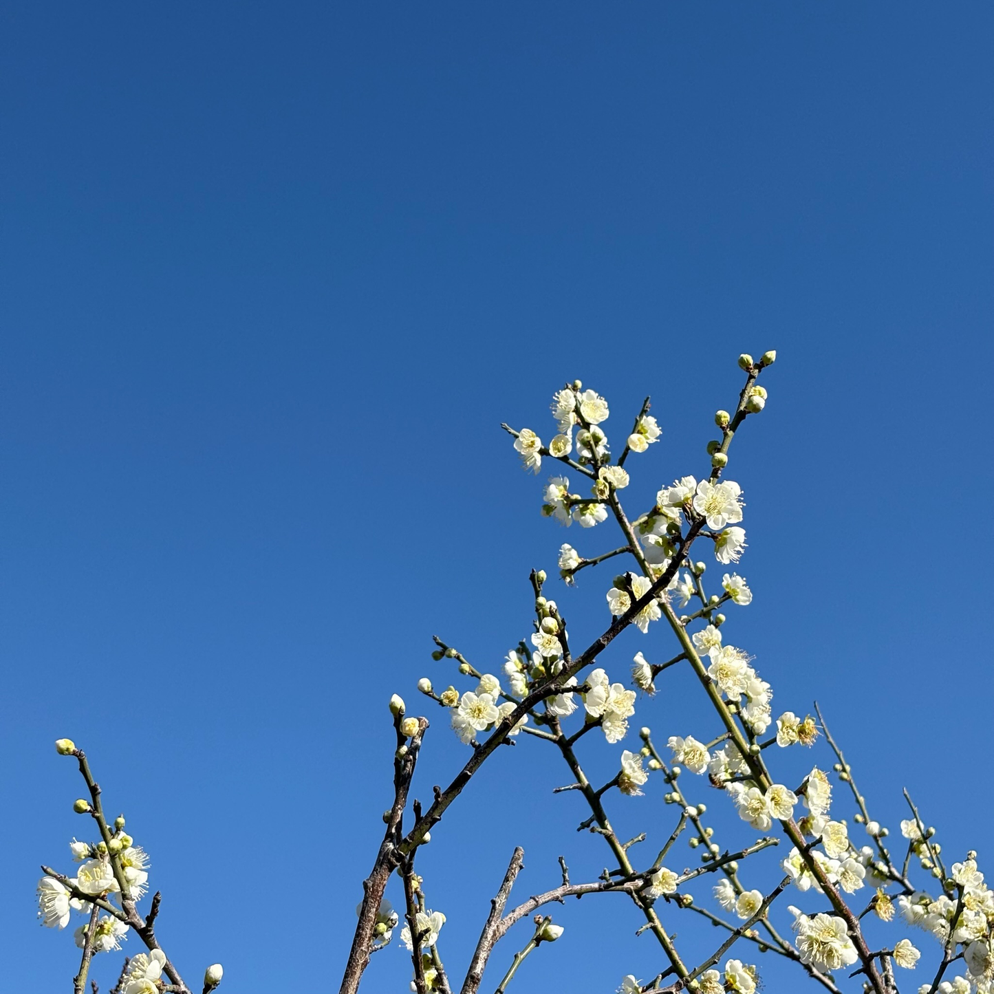 Green plum tree - Japanese green plum tree