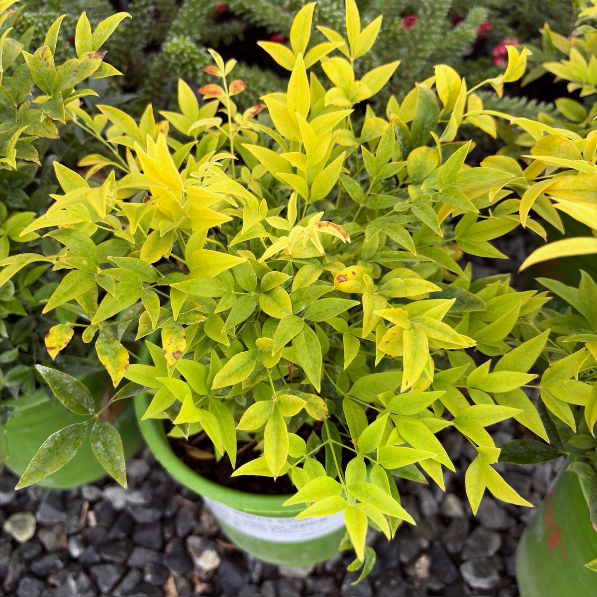 Lemon Lime Heavenly Bamboo