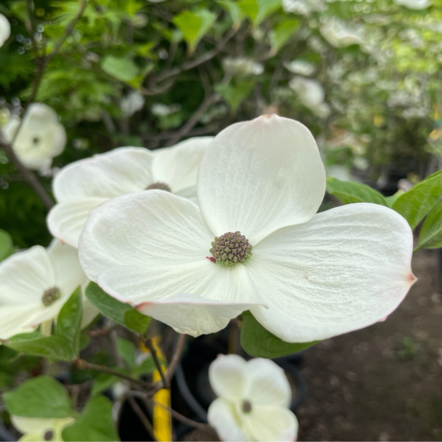 白花色奇迹四照花