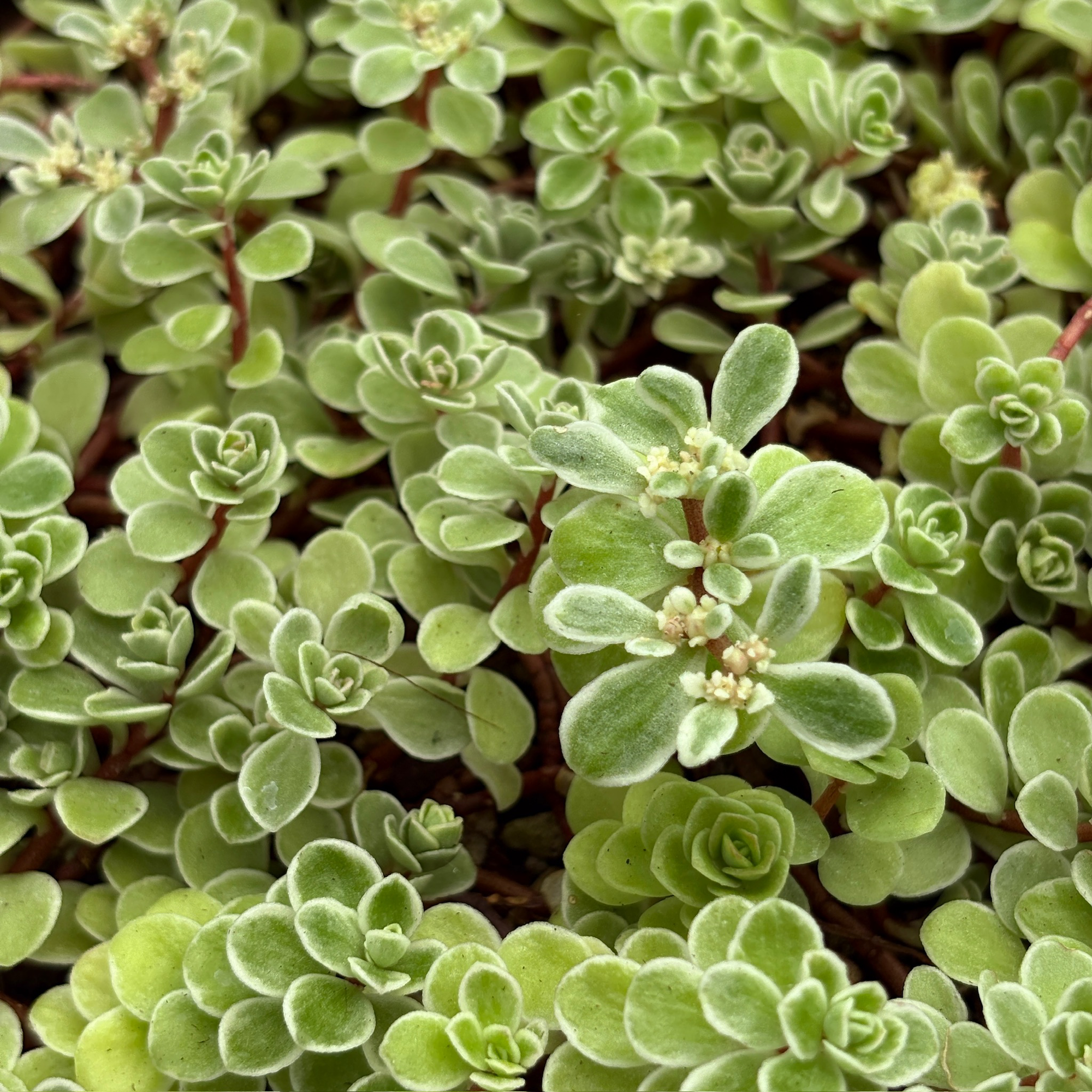 Ogon Stonecrop