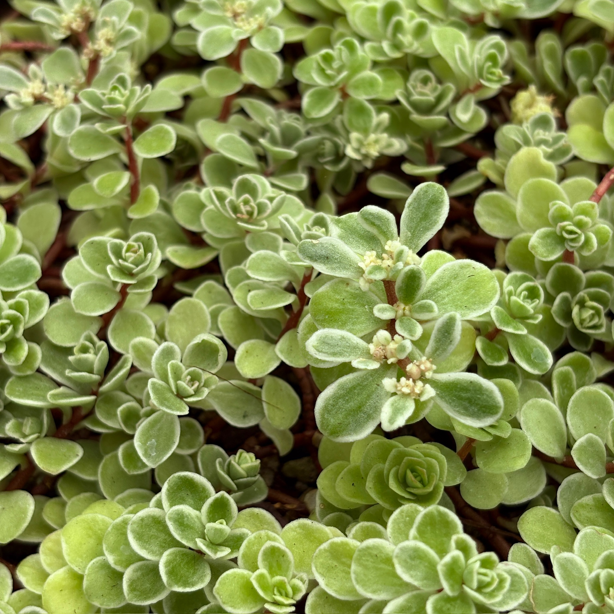 Ogon Stonecrop