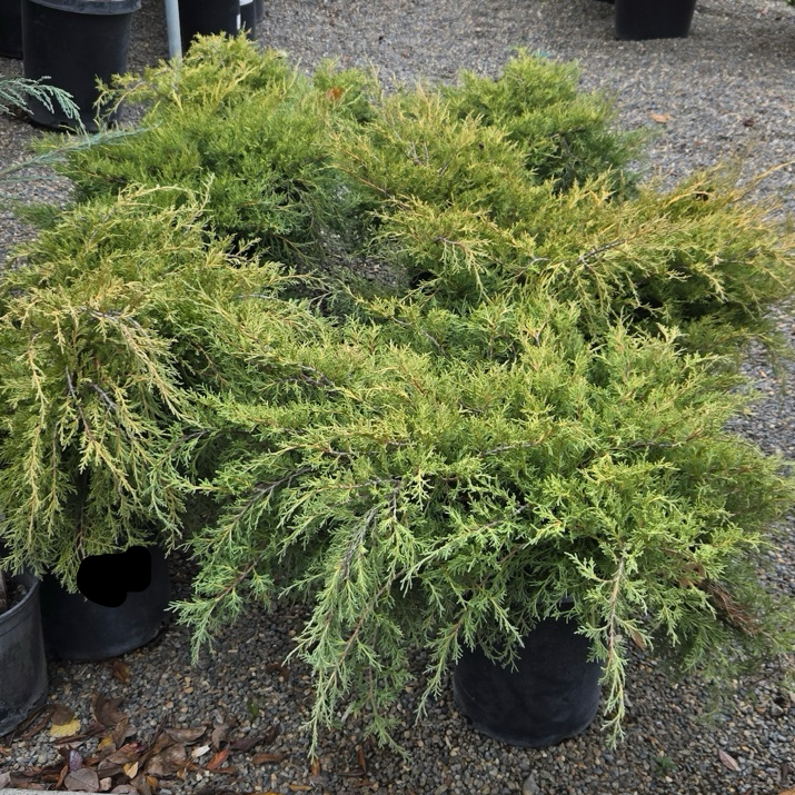 Dwarf Japanese Garden Juniper