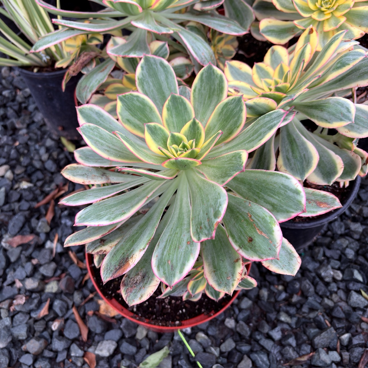 Copper Pinwheel