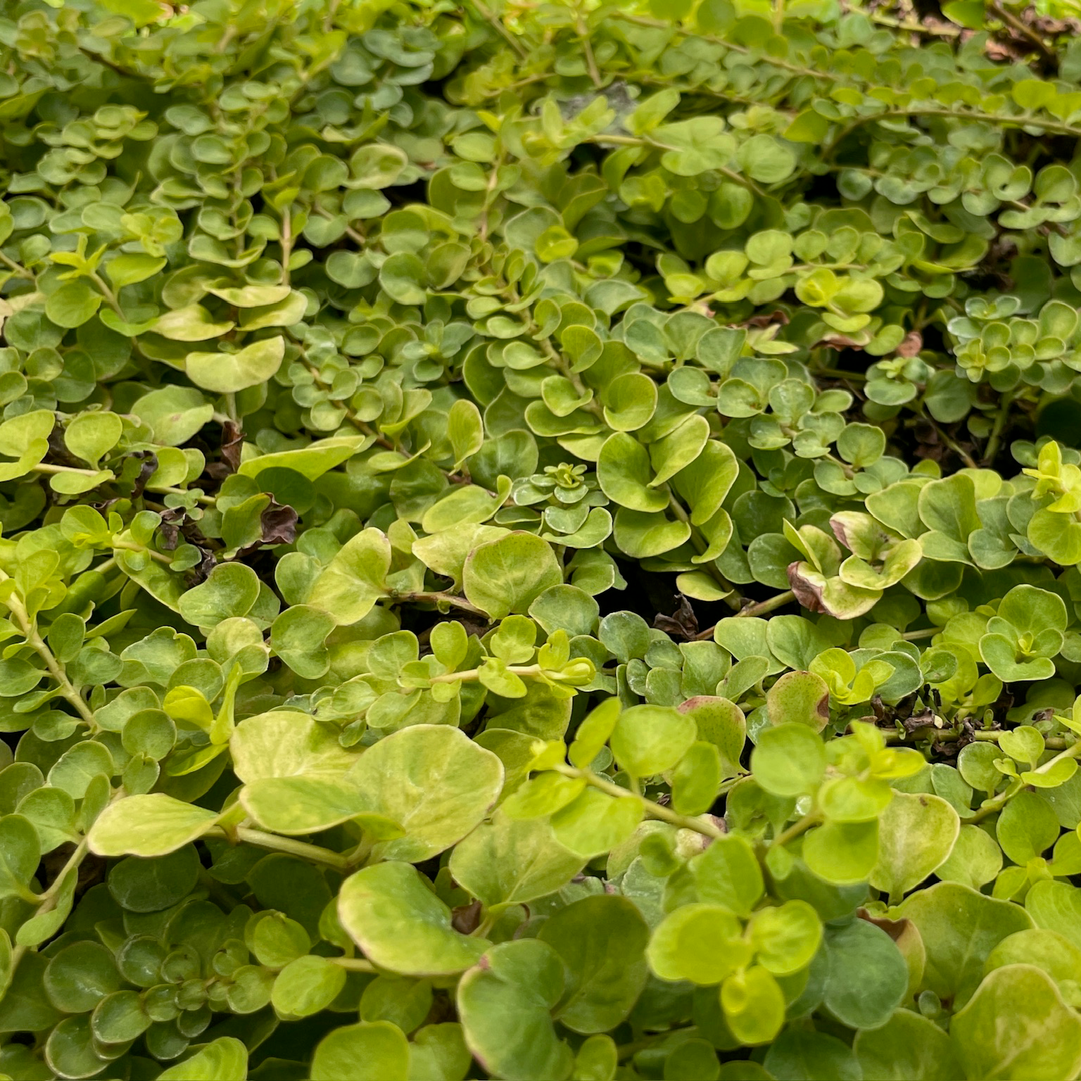 Moneywort Creeper Gold