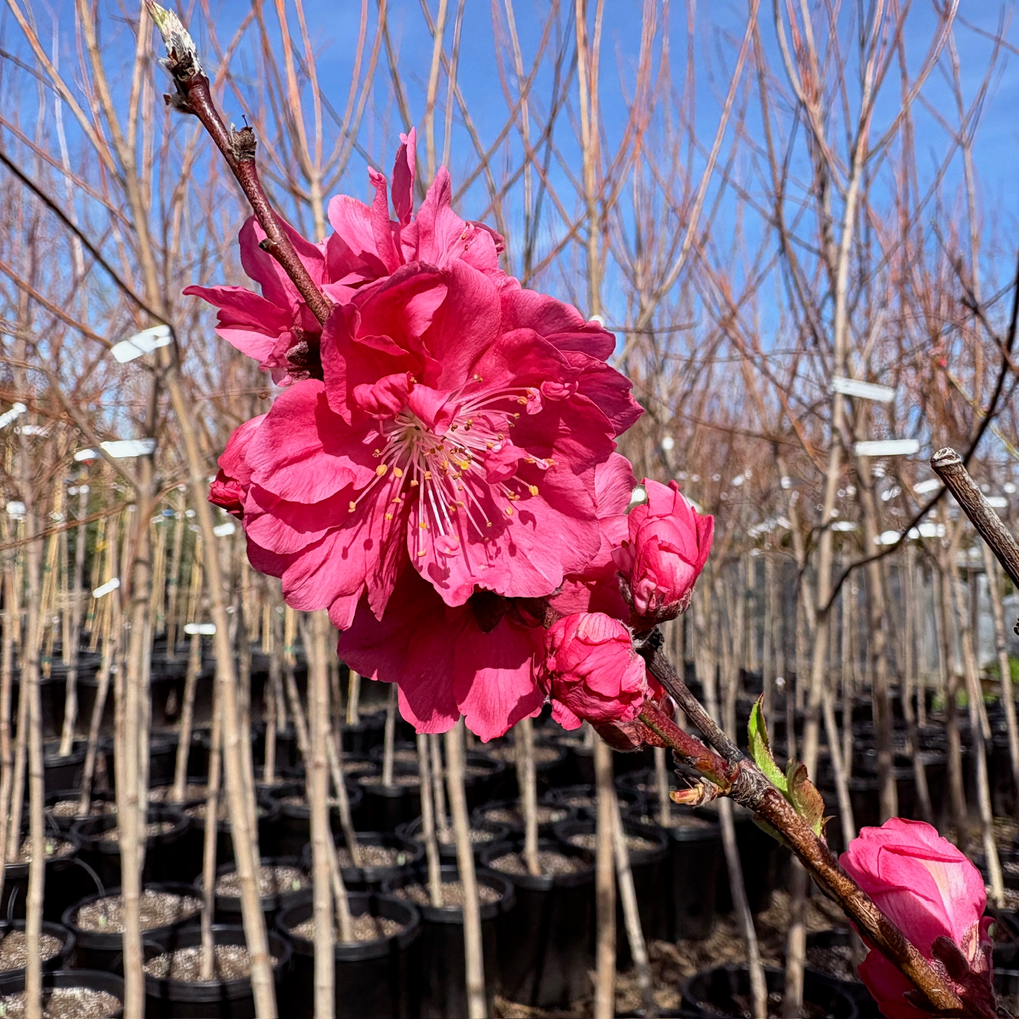 Red Flowering Preach