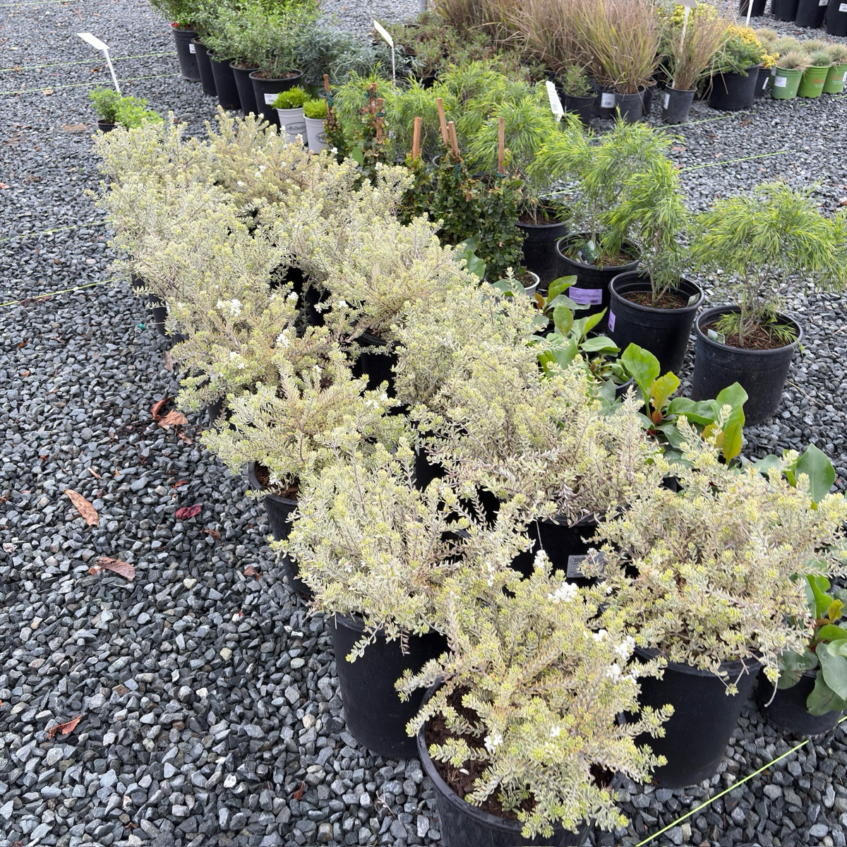 Yellow Variegated Coast Rosemary