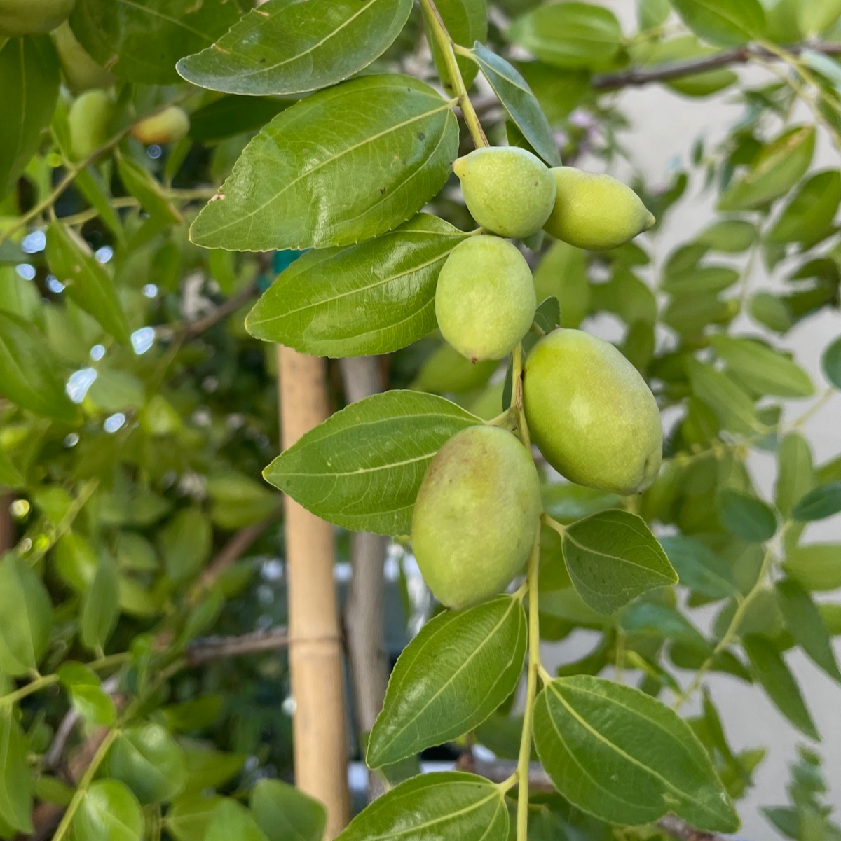 鸡心枣