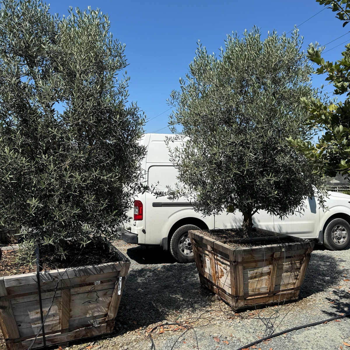 Swan Hill Olives®