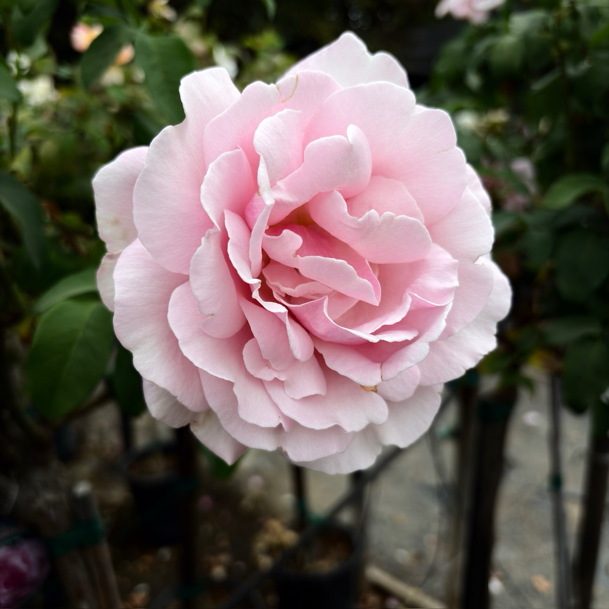 茶香月季-英雄纪念日