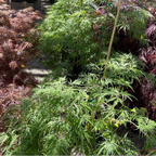 Viridis Lace Japanese Maple