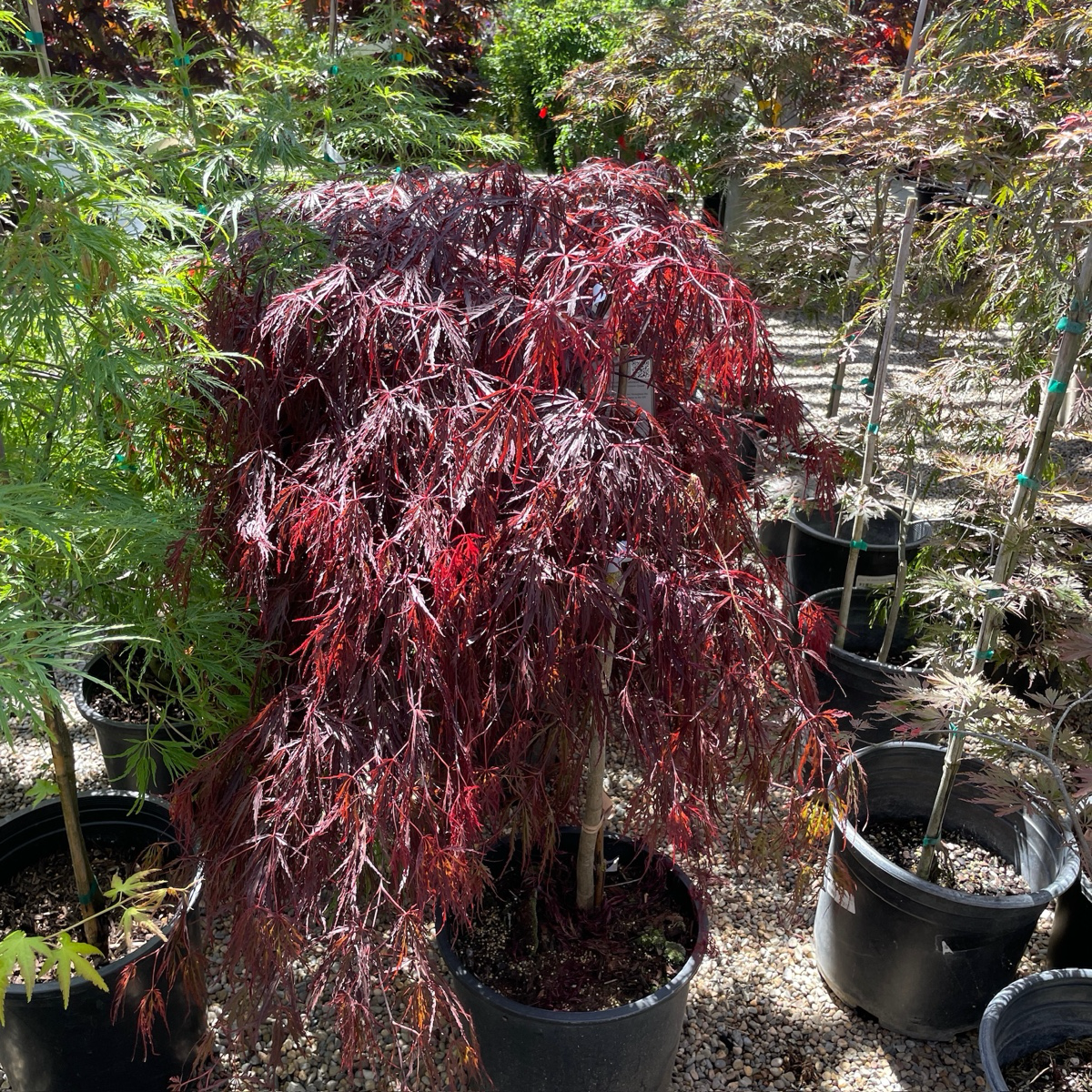 Red Dragon Laceleaf Japanese Maple