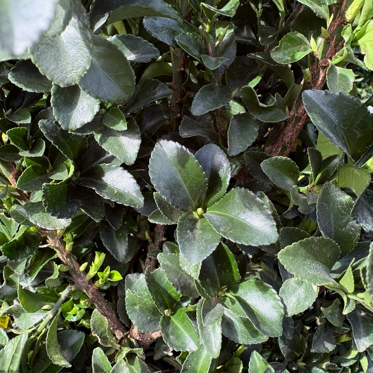 Green spire Euonymus
