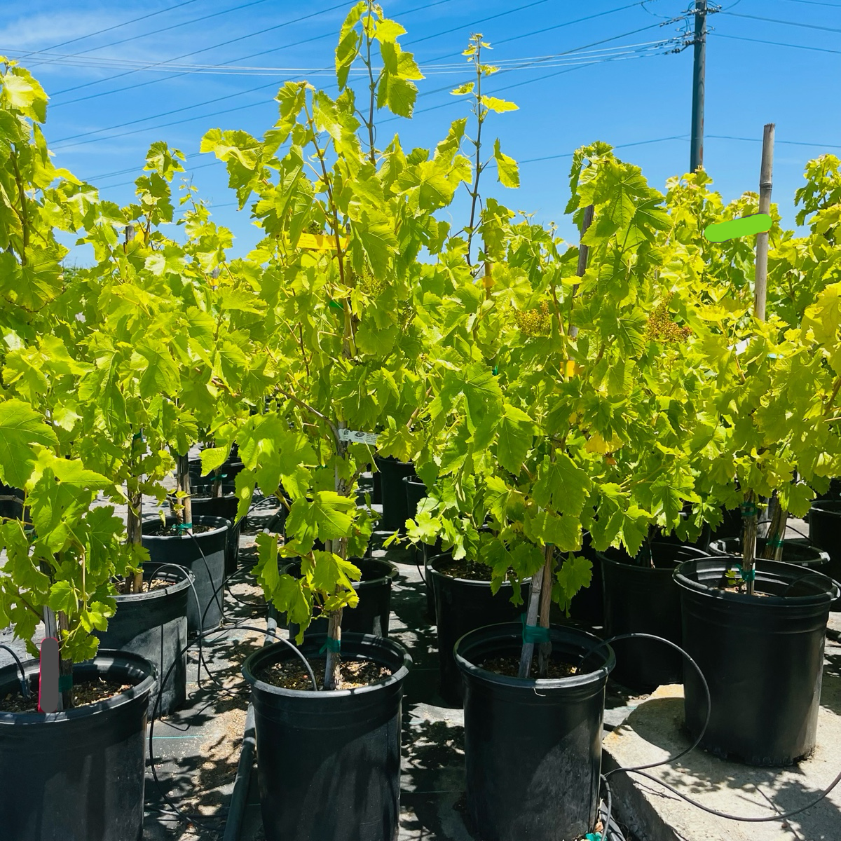 Flame Seedless European Grape