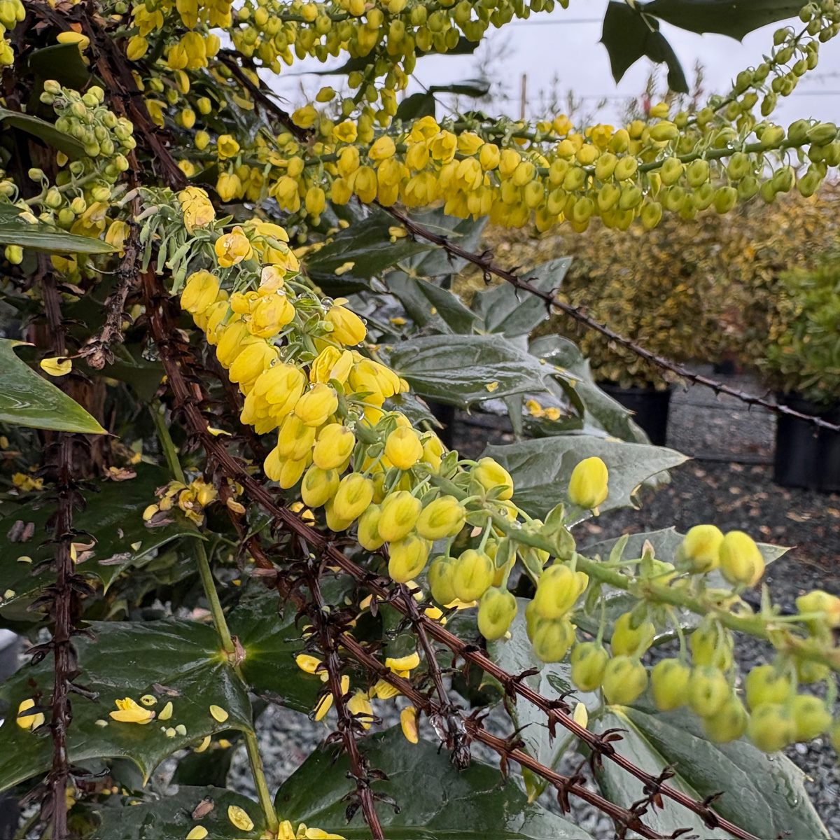 Berberis-Rose Red