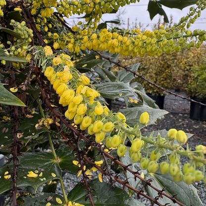 Berberis-Rose Red