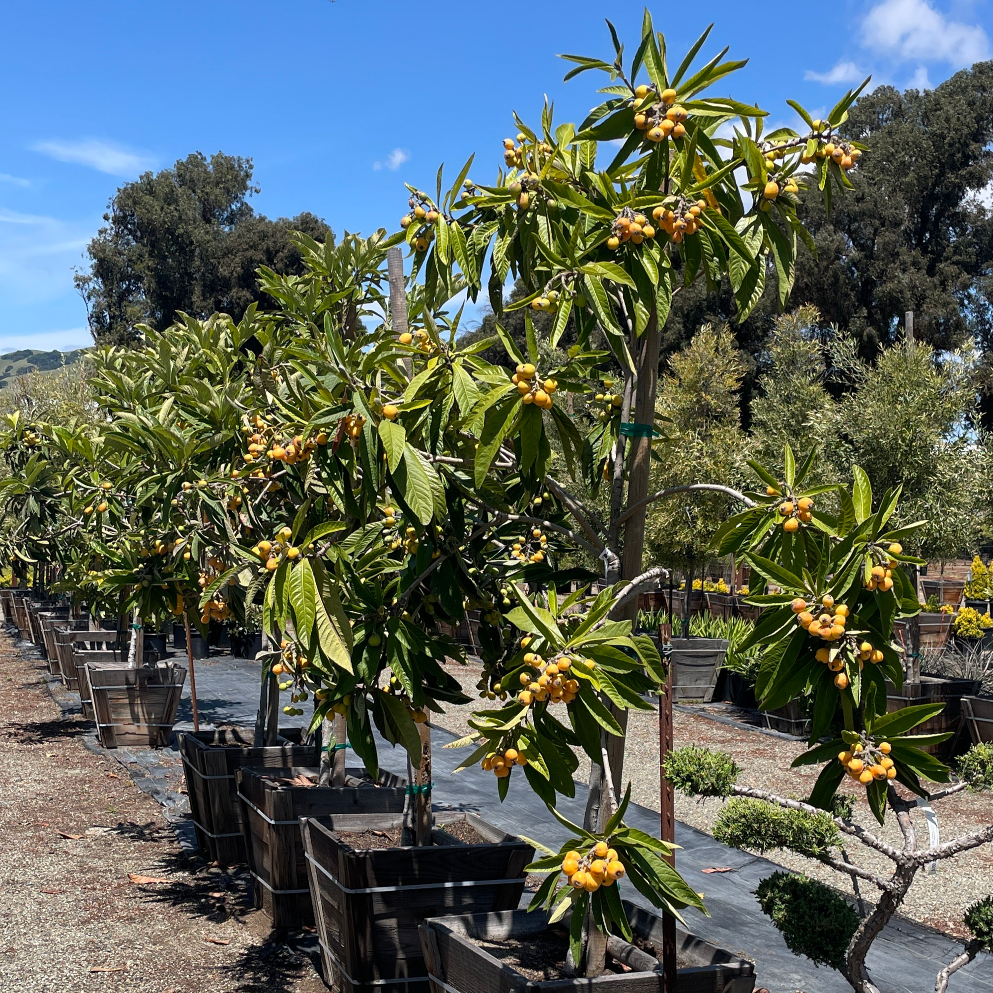 Chinese Plum