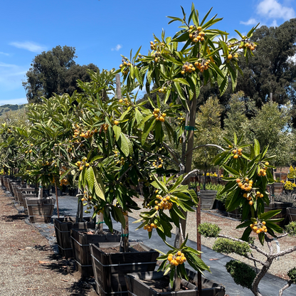 Loquat Tree-Delicious Loquat