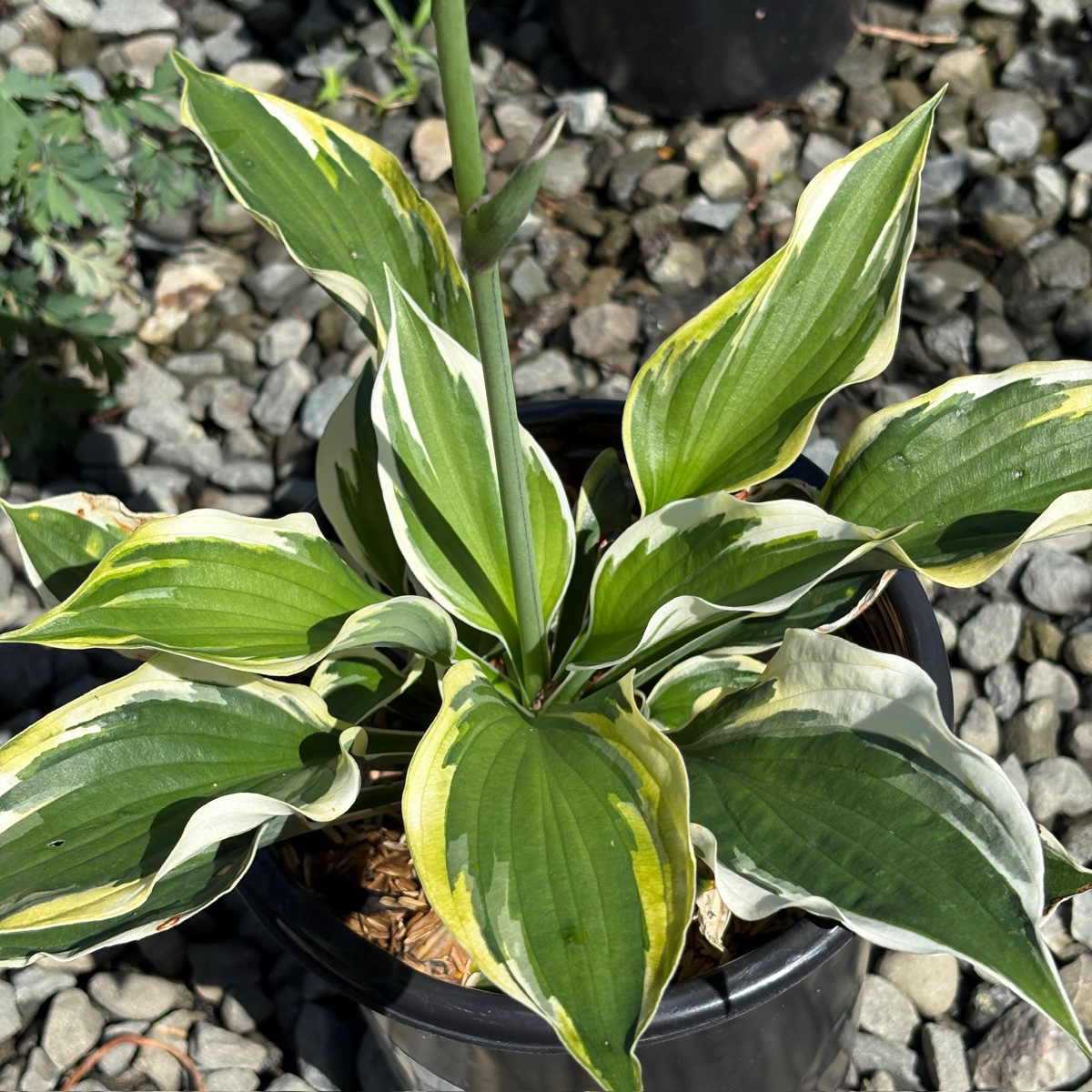 Minute Man  Plantam Lily