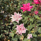 灌木月季-双粉无敌