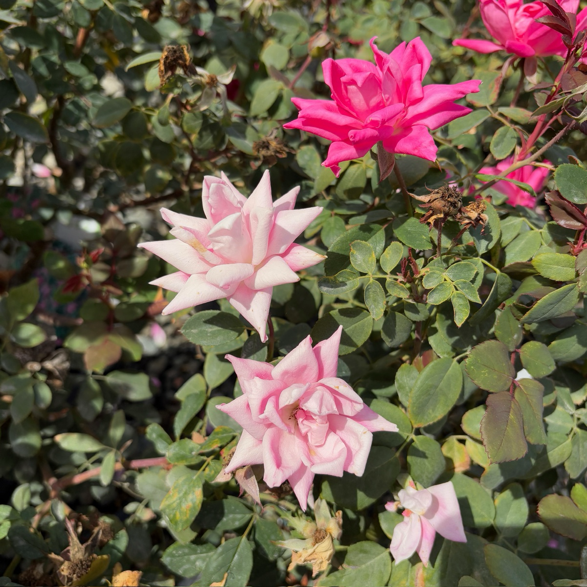 灌木月季-双粉无敌