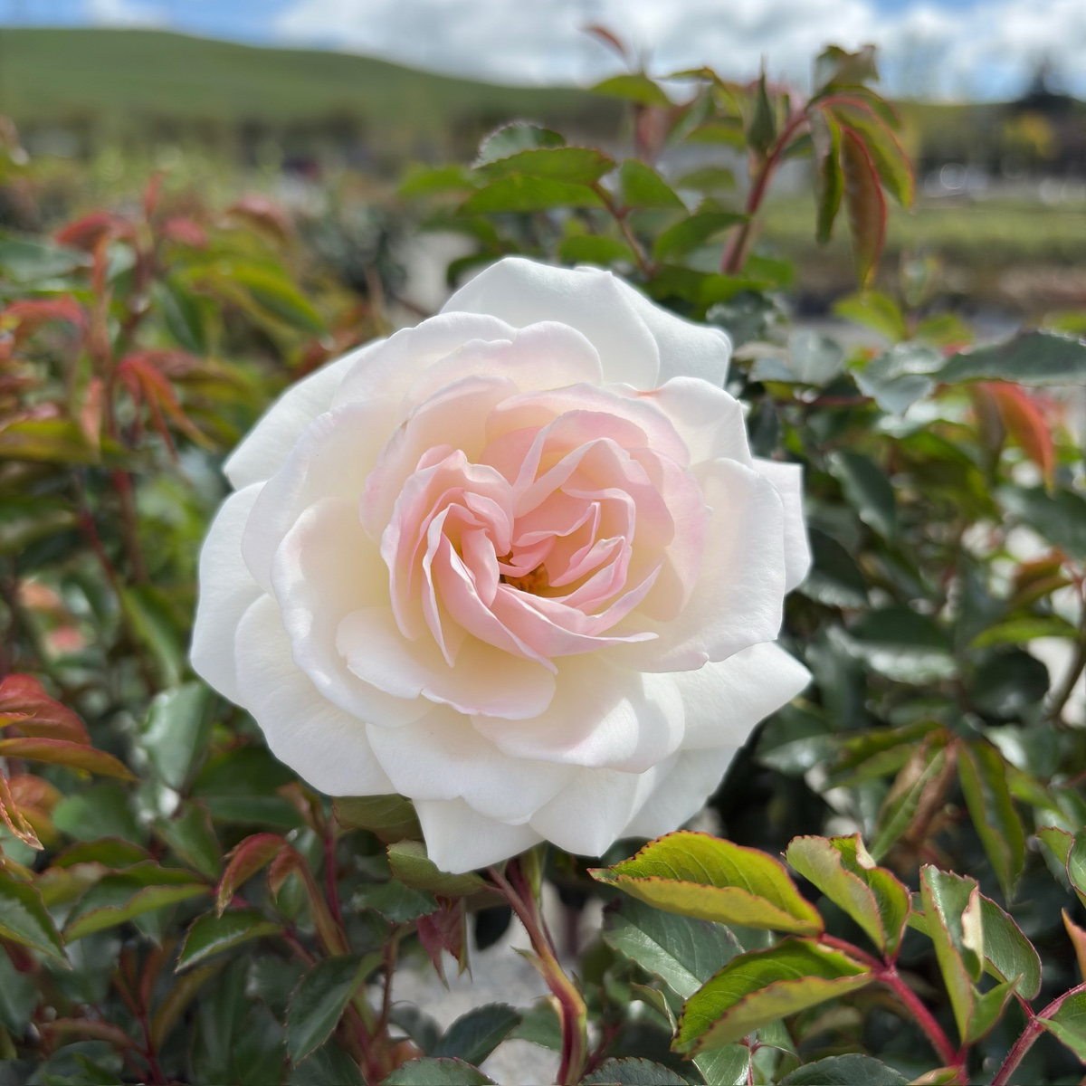 Iceberg Floribunda Rose