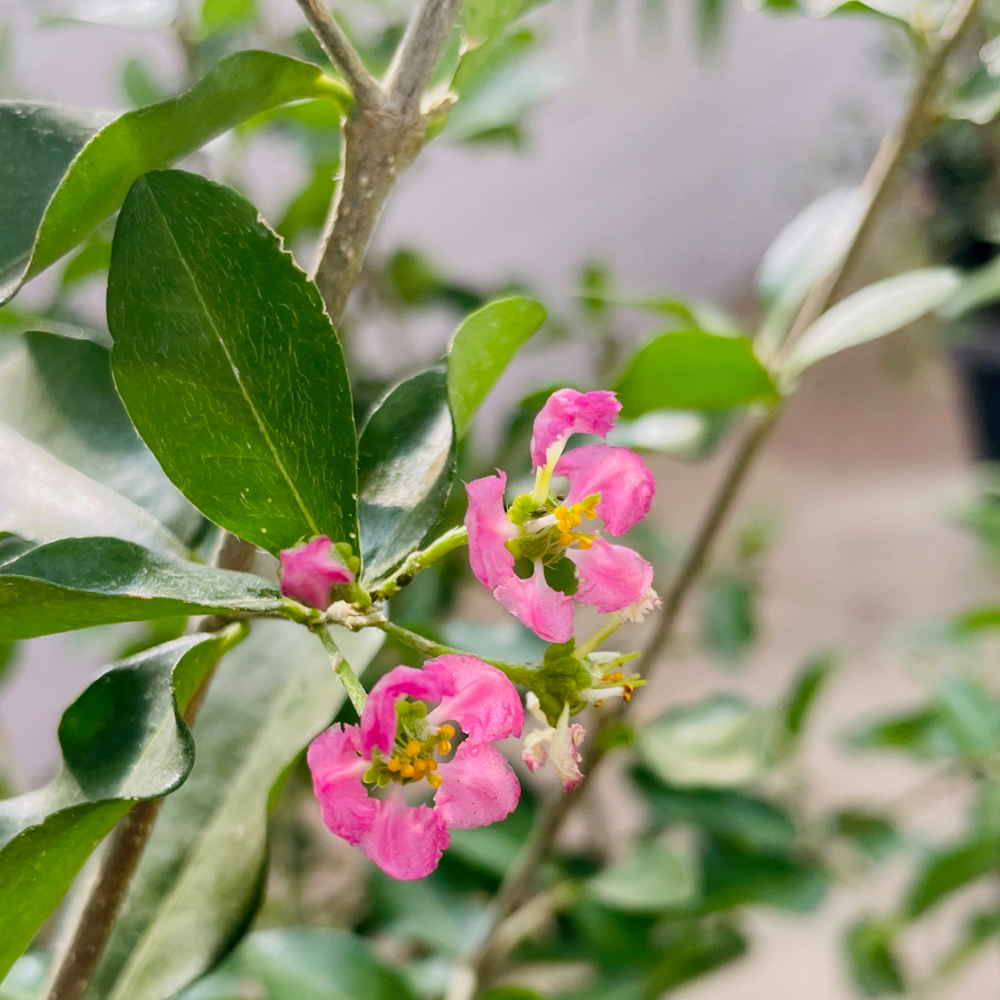 Cherry Trees - Acerola