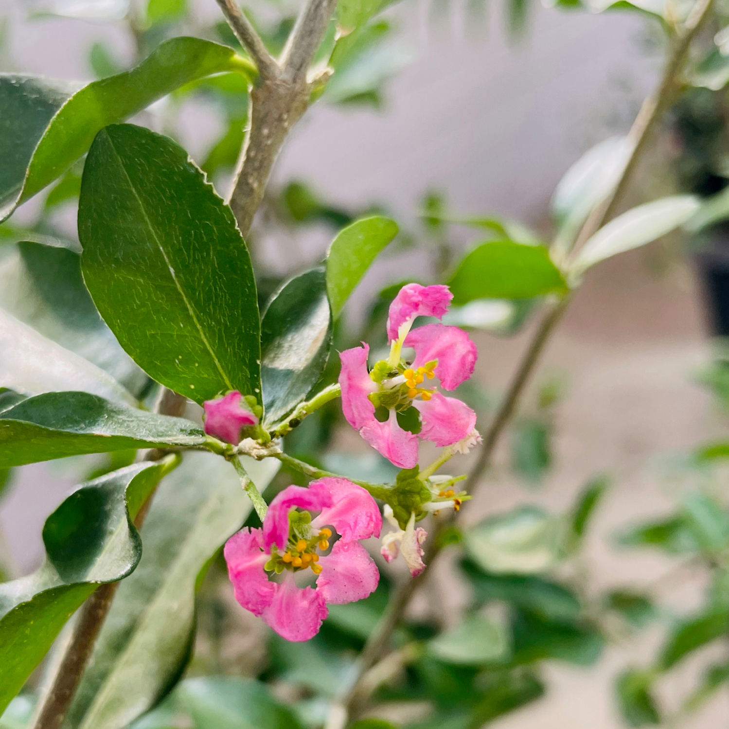 Barbados Cherry