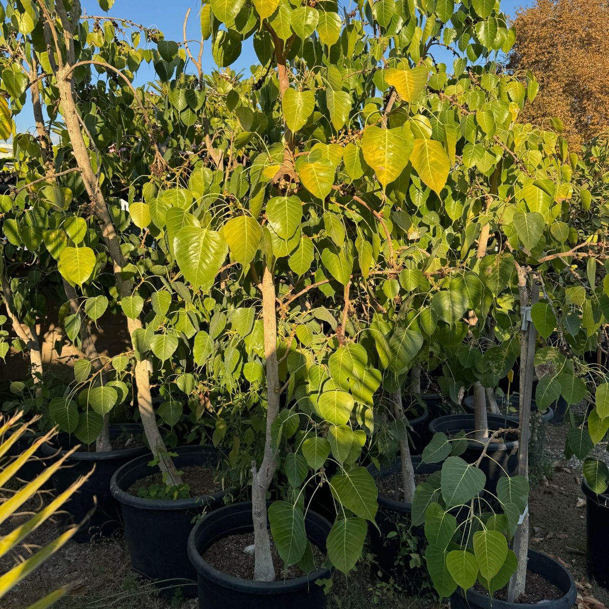 Bodhi tree and banyan tree