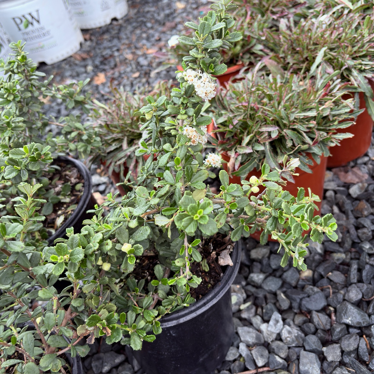 爆米花加州丁香