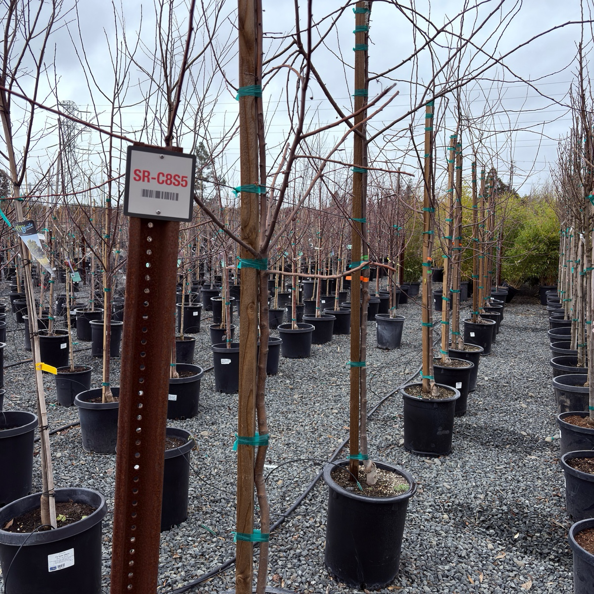Japanese Flowering Crabapple