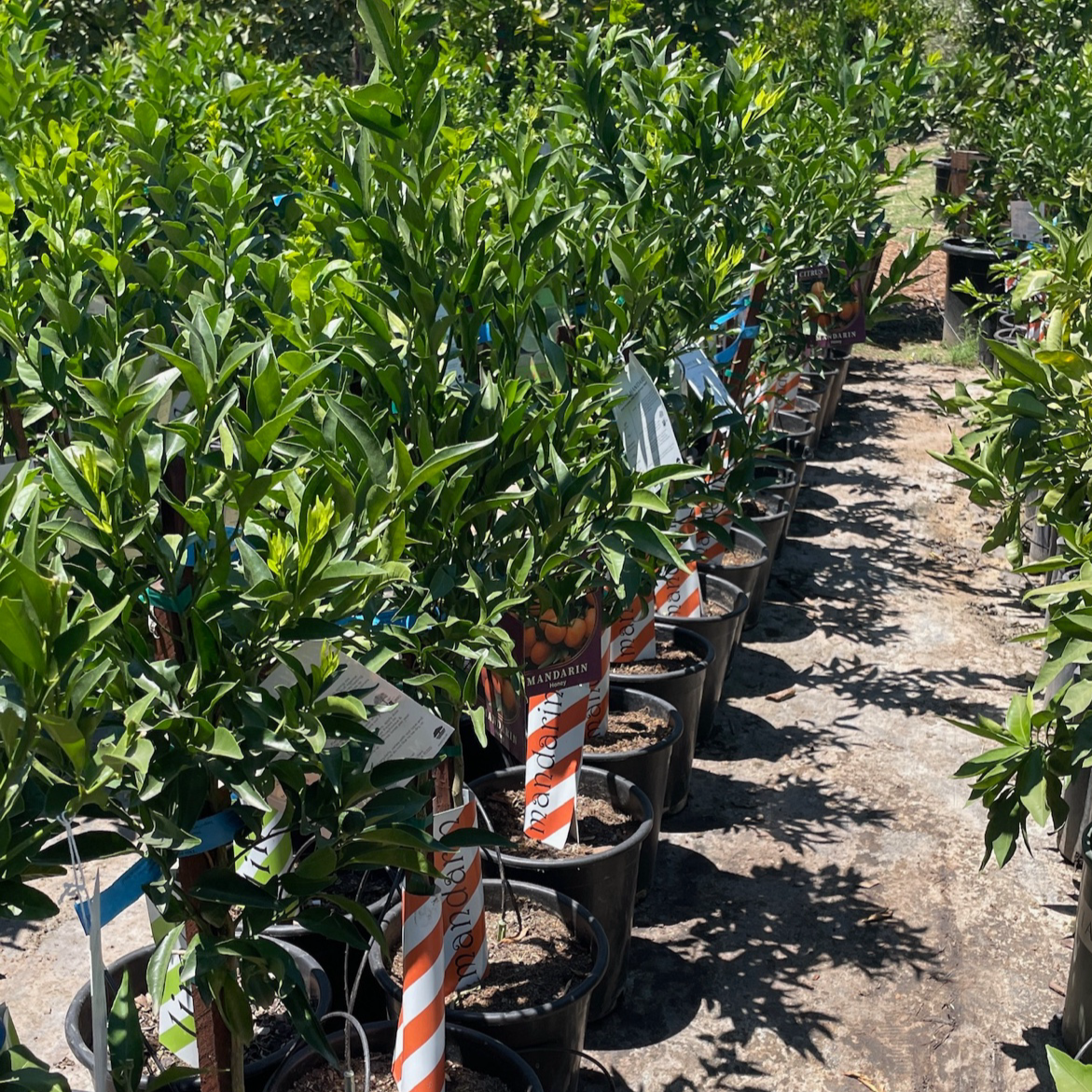 Citrus Trees - Honey Tangerine