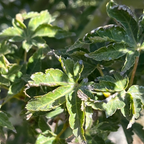 Lion Head lapanese Maple