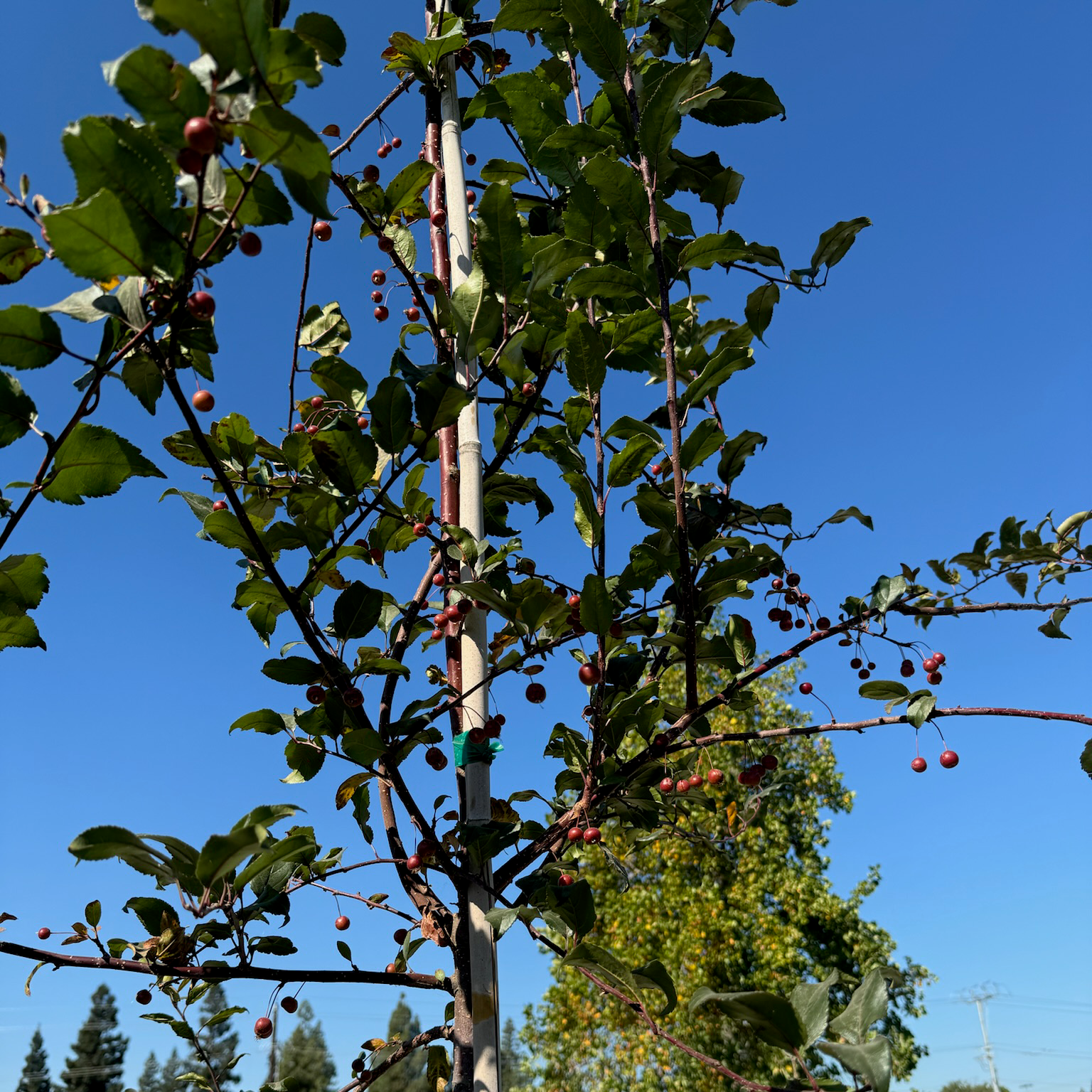 Prairifire Flowering Crabapple