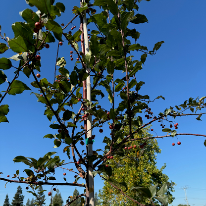 Begonia tree - Hongxia Begonia