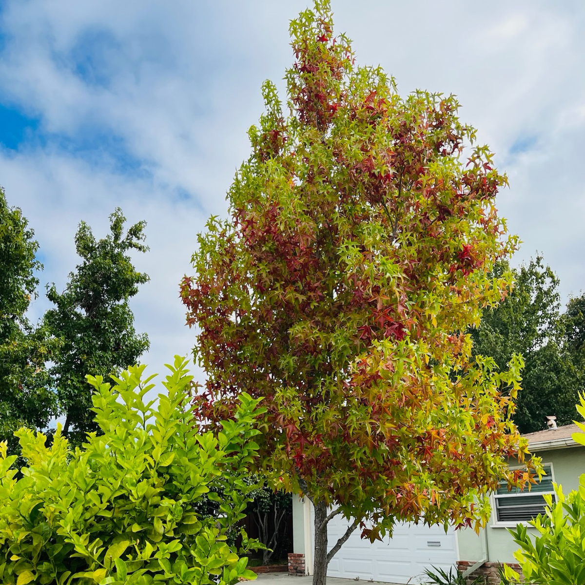 Liquidambar formosana