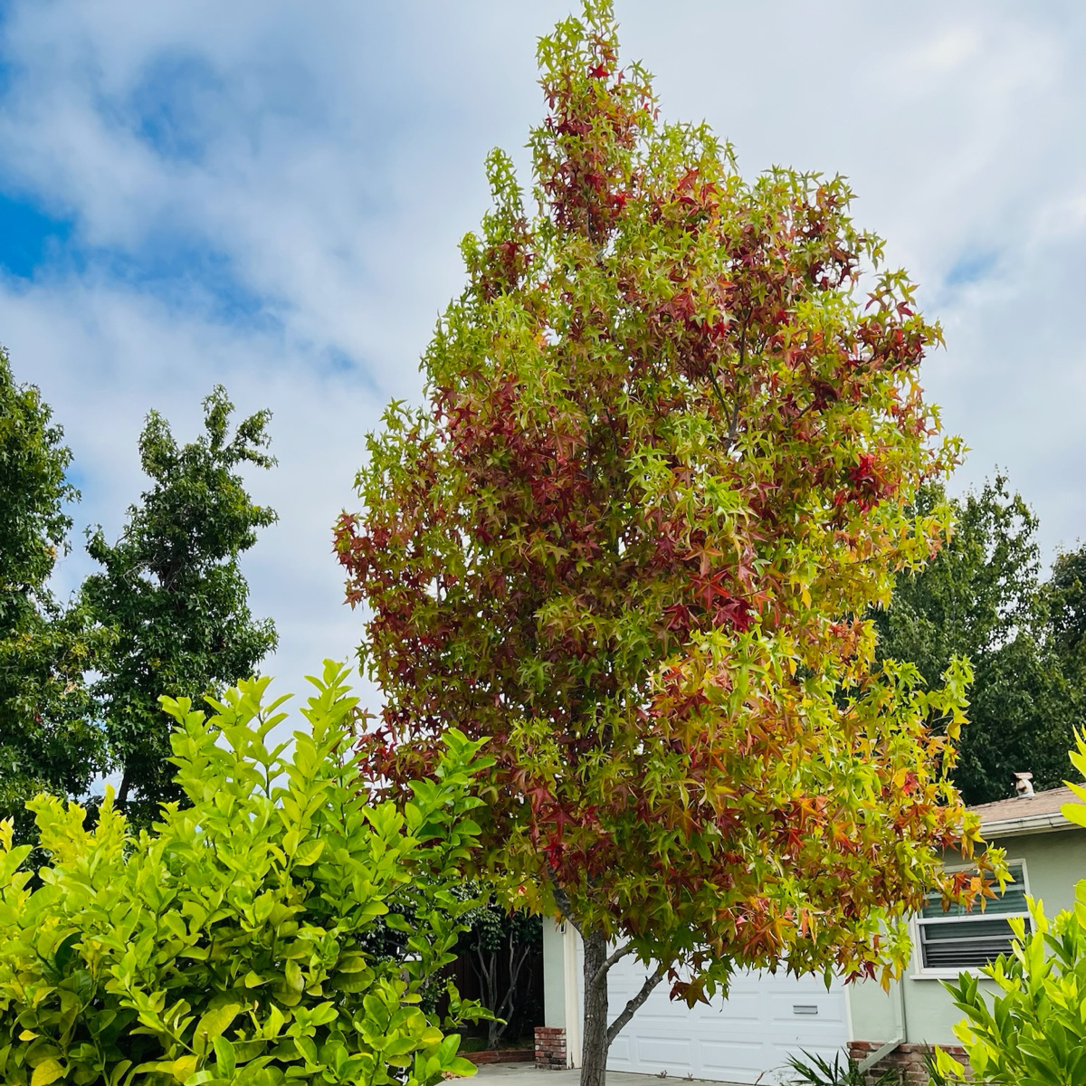 American Sweet Gum