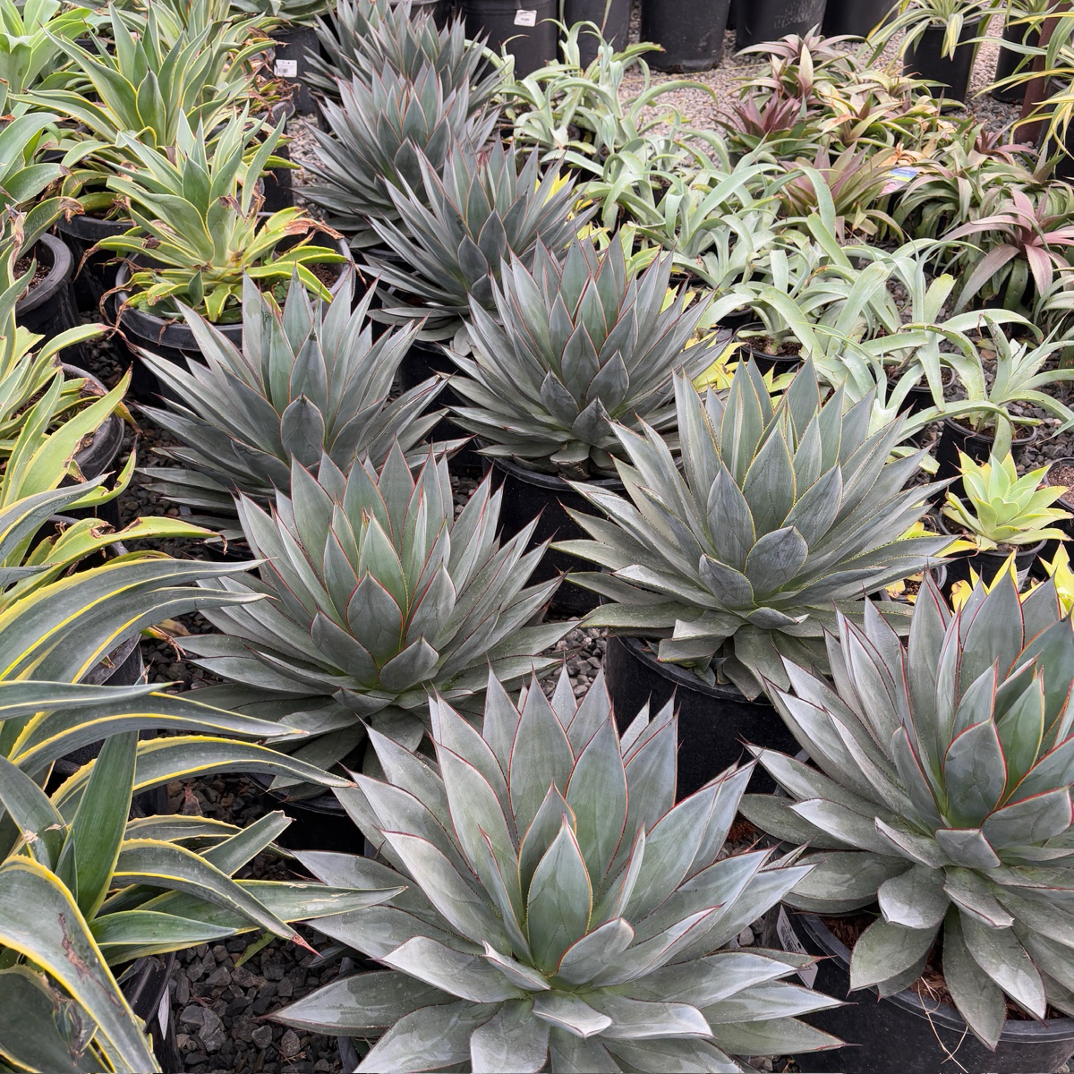 Agave 'Blue Glow'