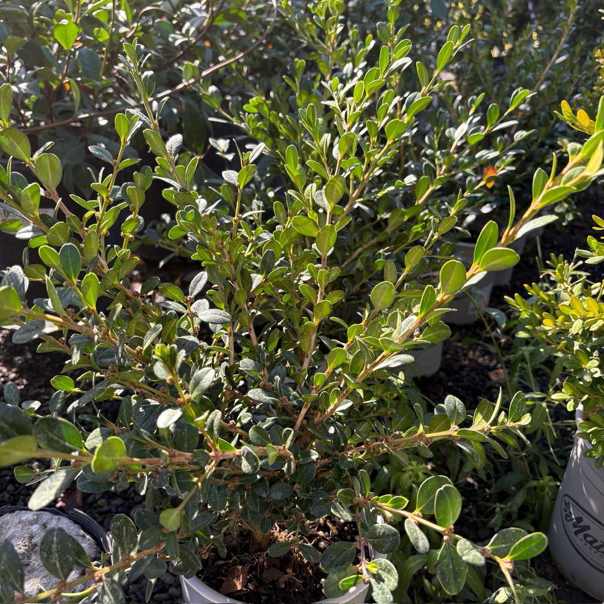 Green Beauty Boxwood
