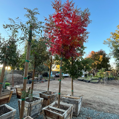 Rhus chinensis-Pistachio