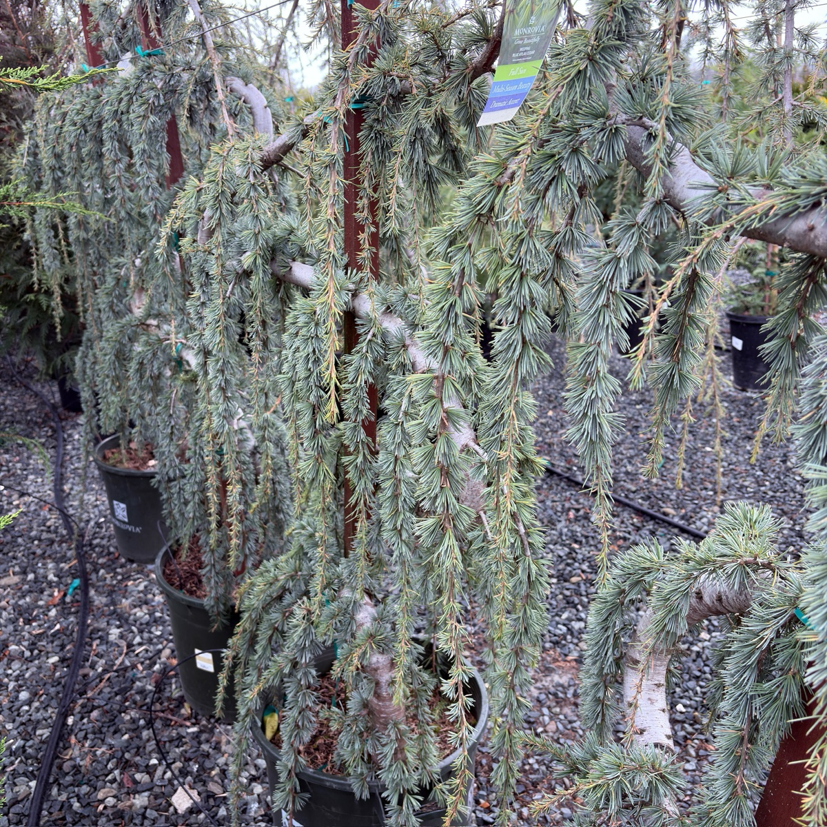 Weeping Blue Atlas Cedar
