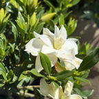 Traling  Gardenia