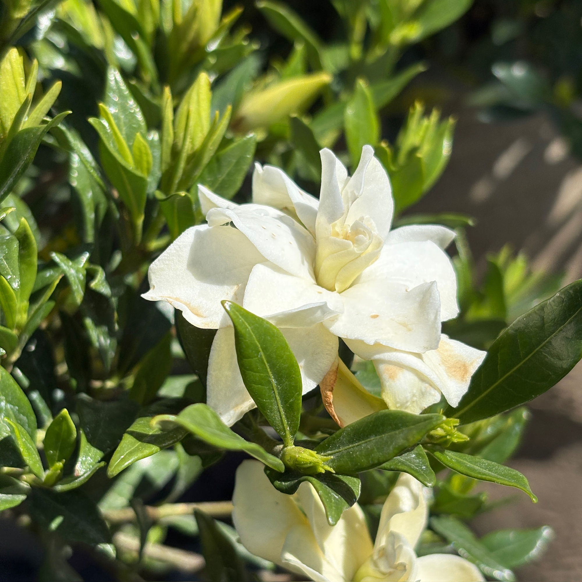 Traling  Gardenia