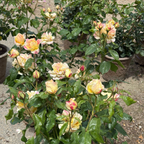 壮花月季-波普艺术