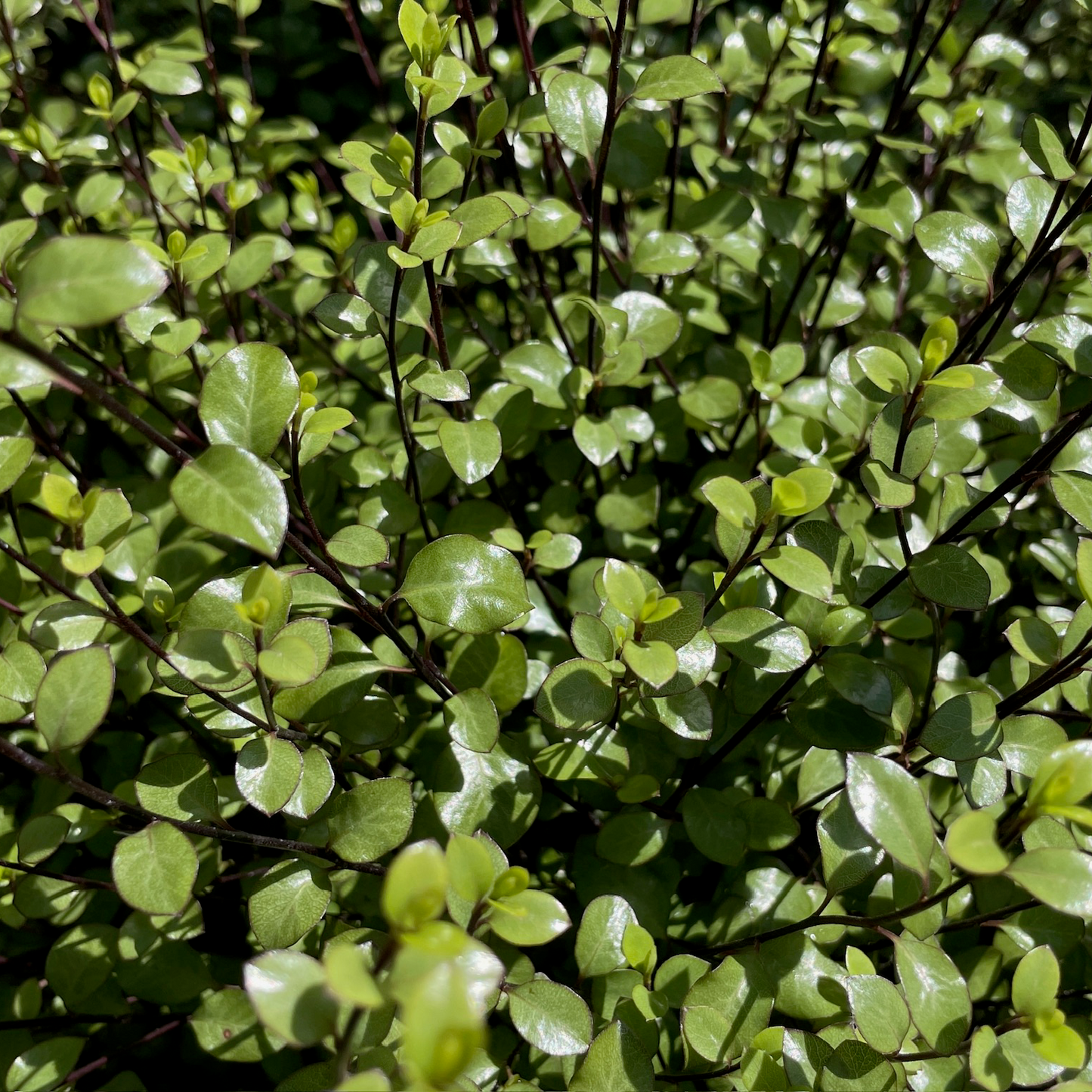 Pittosporum argentatum